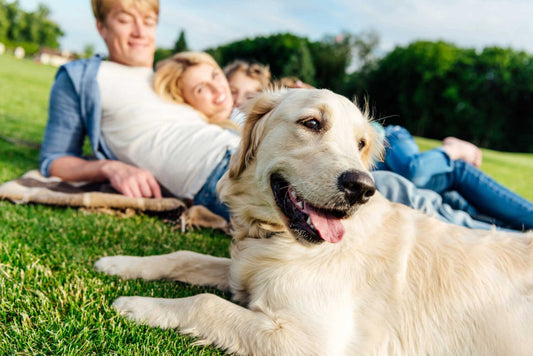 Want to Get Heart Healthy? Adopt a Dog!